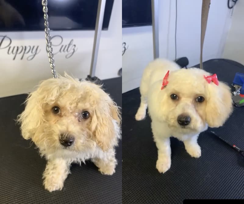 A cream bichon-poodle before and after grooming, shaggy on the left and freshly trimmed with pink bows on the right