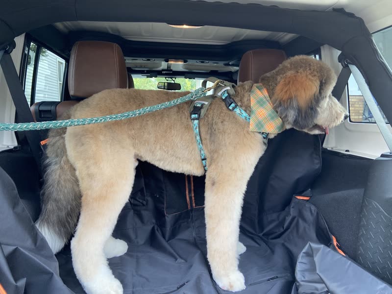A freshly clipped cream and tan goldendoodle standing in the boot of a car wearing a checked bandana