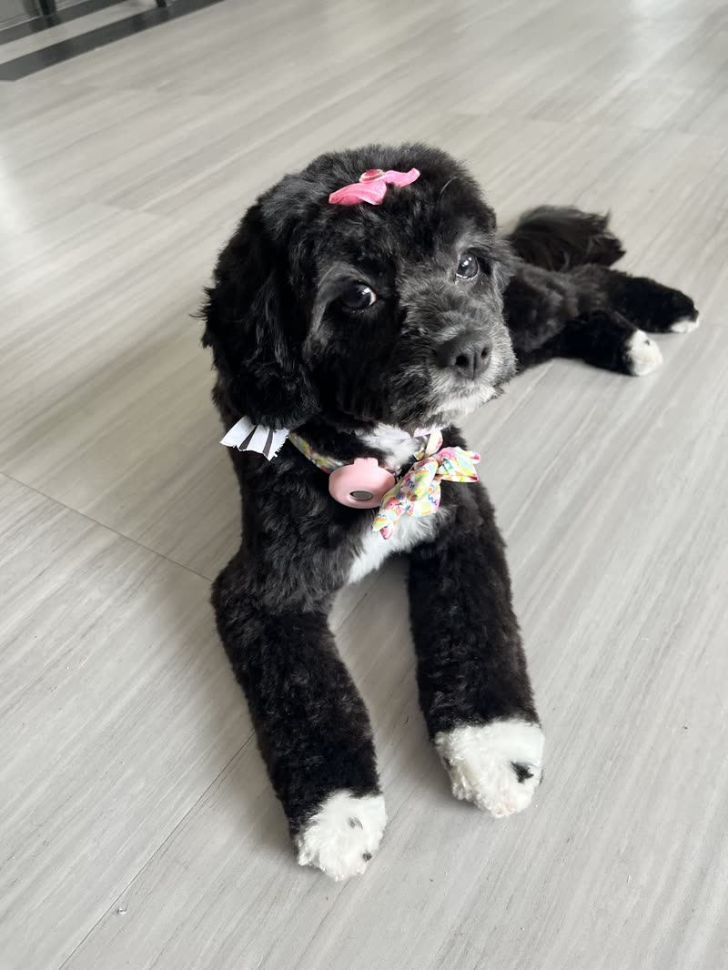 A black cockapoo with a tidy trimmed coat, a pink bow and a floral bandana collar, lying on a wooden floor