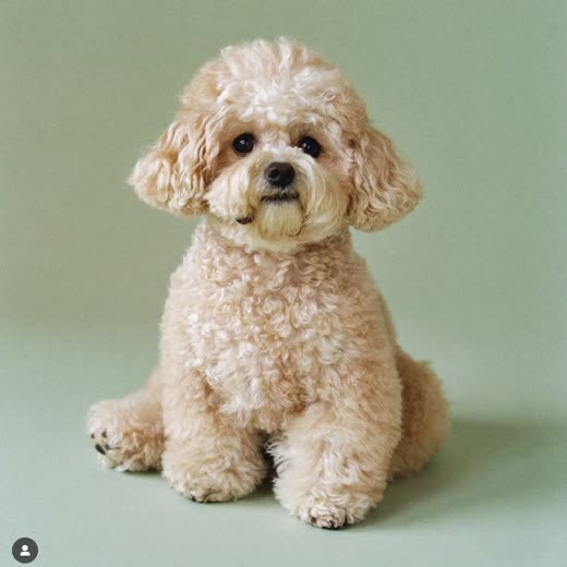 A freshly bathed fluffy cream dog