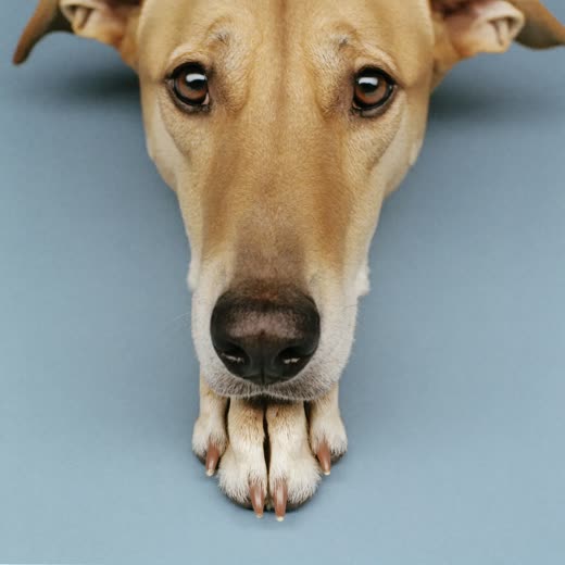 A dog's paw with neatly trimmed nails