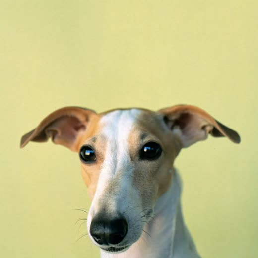 A small dog with clean brushed ears