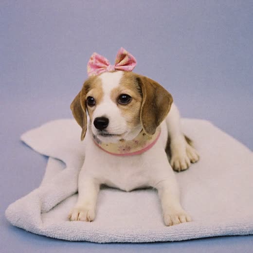 A pink bow and floral bandana collar on a folded towel